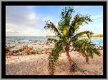 Morze, Plaża, Pochylona, Palma