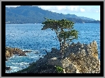 Cyprys wielkoszyszkowy, Drzewo, Atrakcja Lone Cypress, Skała, Pebble Beach, Zatoka Monterey, Morze, Kalifornia, Stany Zjednoczone