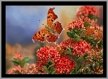 Motyl, Rusałka ceik, Różanecznik