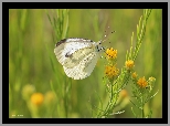 Motyl, Bielinek, Biały, Owad
