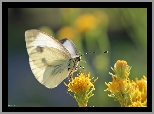 Motyl, Bielinek, Biały, Owad