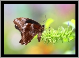 Brązowy, Motyl, Roślina