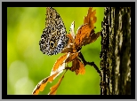Motyl, Caligo eurilochus, Gałązka, Liście