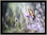 Motyl, Paź Królowej, Kwiat, Koniczyny, Bokeh