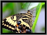 Motyl, Liście