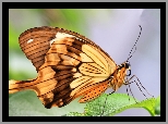 Motyl, Listek