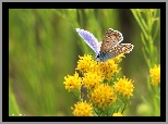 Motyl, Modraszek, Owad, Kwiaty