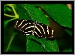 Piękny, Motyl, Liście