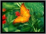 Pomarańczowy, Motyl, Pokrzywy