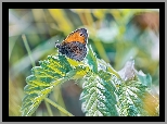 Motyl, Strzępotek ruczajnik, Roślina, Liście