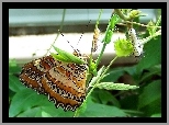 Motyl, Roślinka