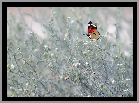 Motyl, Roślinki