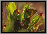 Motyl, Rośliny