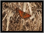 Motyl, Rusałka, Sucha, Trawa