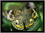 Zielony, Motyl, Liść