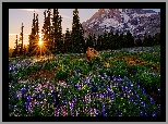 Góra, Drzewa, Świerki, Łąka, Kwiaty, Łubin, Park Narodowy Mount Rainier, Stan Waszyngton, Stany Zjednoczone