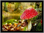 Muchomory, Las, Mchy, Opadłe, Liście, Rozmycie