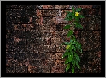 Mur, Roślina