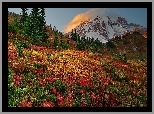 Góra, Wulkan, Mount Rainier, Drzewa, Kolorow, Roślinność, Park Narodowy Mount Rainier, Waszyngton, Stany Zjednoczone