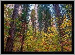 Jesień, Park Narodowy Yosemite, Góry, Drzewa, Las, Stan Kalifornia, Stany Zjednoczone