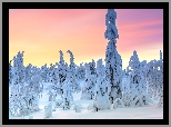 Park Narodowy Riisitunturi, Laponia, Finlandia, Zima, Drzewa, Ośnieżone