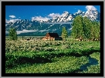 Stany Zjednoczone, Stan Wyoming,  Park Narodowy Grand Teton, Góry Teton Range, Drewniany, Budynek, Drzewa, Strumyk