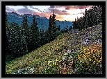 Stany Zjednoczone, Kolorado, Góry, Las, Gunnison National Forest, Drzewa, Polana, Kwiaty