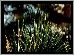 Bokeh, Natura, Rośliny
