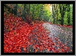 Niebo, Droga, Drzewa, Liście, Jesień