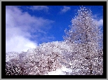 Niebo, Drzewa, Śnieg, Zima