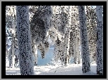 Drzewa, Śnieg, Zima
