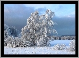 Drzewa, Śnieg, Zima