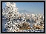 Zima, Śnieg, Drzewa