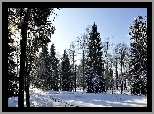 Zima, Śnieg, Drzewa
