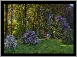 Niemcy, Gablenz, Park Rododendronów Kromlau