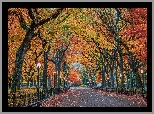 Stany Zjednoczone, Nowy Jork, Central Park, Drzewa, Latarnie, Aleja, Ławki, Jesień