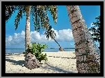 Ocean, Plaża, Palmy, Tropik