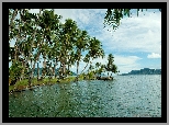 Wyspa, Ocean, Palmy