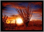 Ocotillo, Sonora, Pustynia, Zachód, Słońca