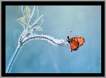Motyl, Łodyga, Listki