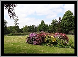 Ogród, Park, Azalie, Różaneczniki