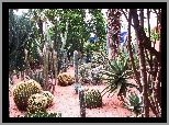 Egzotyczny, Ogród, Kaktusy