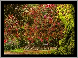 Ogród, Park, Ławka, Krzewy, Różaneczniki