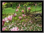 Ogród, Różowa, Magnolia, Stolik