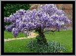 Ogród, Wisteria