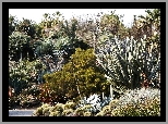 Ogródek, Kaktusowy
