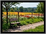 Drzewa, Ławka, Ścieżka, Ogrodzenie, Pole, Tulipany, Wiosna