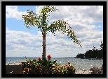 Jezioro, Ontario, Kanada, Palma, Kamienie, Kwiaty, Drzewa, Nabrzeże