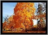 Żółte, Drzewa, Jesień, Opadłe, Listowie