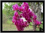 Orchidea, Drzewo